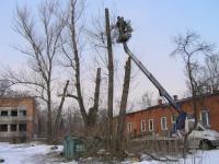 Wycinka drzew pielęgnacja Bytom Chorzów Katowice